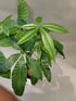 Braided Chinese Money Tree Live Plant - Now Available in Geometric Self-Watering Planter - Pachira Aquatica - Live