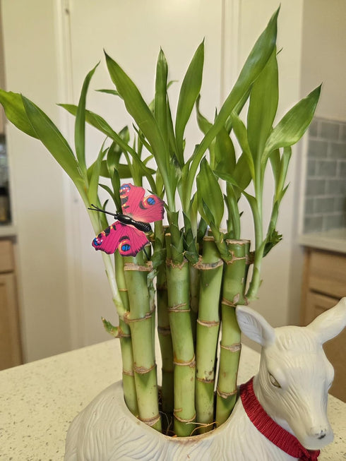 Generic 10 Lucky Bamboo Plants 6 Inches, Feng Shui, Indoor Plant, Bring Good