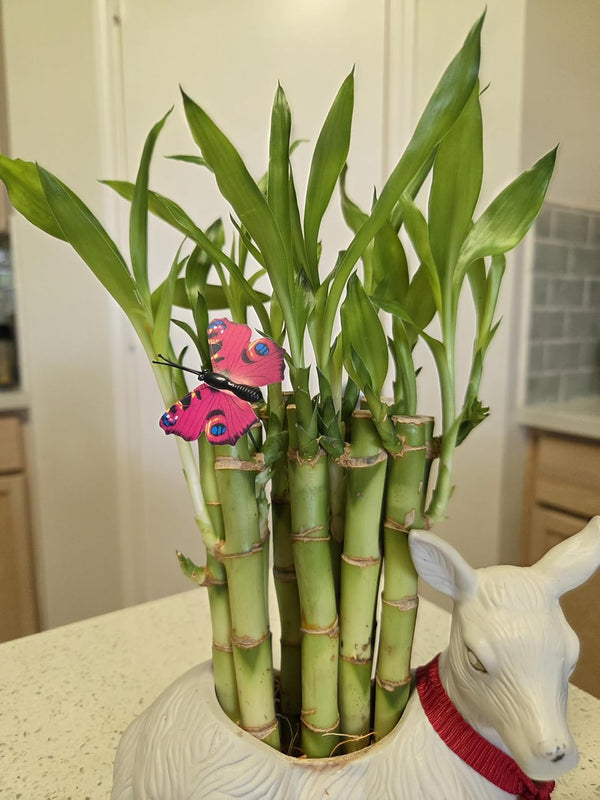 Generic 10 Lucky Bamboo Plants 6 Inches, Feng Shui, Indoor Plant, Bring Good
