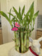Generic 10 Lucky Bamboo Plants 6 Inches, Feng Shui, Indoor Plant, Bring Good