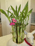 Generic 10 Lucky Bamboo Plants 6 Inches, Feng Shui, Indoor Plant, Bring Good