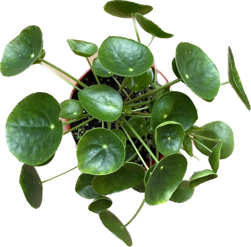 Chinese Money Plant Live - Pilea peperomioides Live Plant | Easy Care