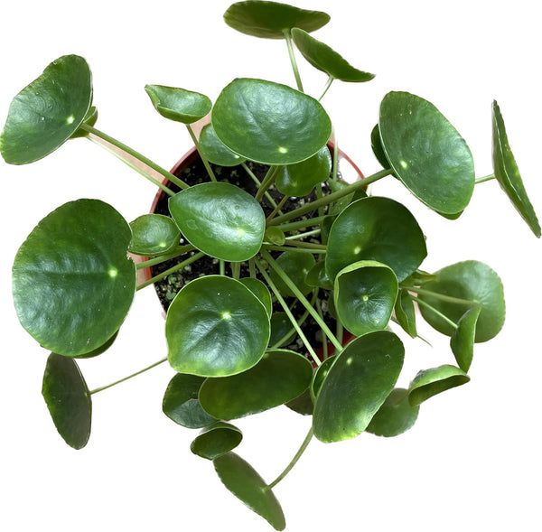 Chinese Money Plant Live - Pilea peperomioides Live Plant | Easy Care