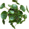Chinese Money Plant Live - Pilea peperomioides Live Plant | Easy Care