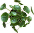 Chinese Money Plant Live - Pilea peperomioides Live Plant | Easy Care