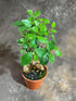 Generic 4" PLANTVERS Bonsai Ginseng in Grow Pot Ficus Macrocarpa Bonsaificus Live Indoor Bonsai Tree Easy Care