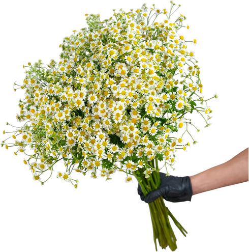 15 Stems Chamomile Daisy Fresh Cut Flowers Perfect for Home Decor Birthdays Anniversaries Healing Sympathy Friendship