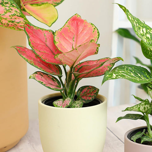 Live Aglaonema Chinese Evergreen Plant 'Beauty', Indoor Houseplant for Home or Office, Air Purifying Real Indoor Plants