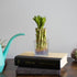 4" 10 (10) NW Wholesaler - Live Lucky Bamboo Plant - Bundle of Stalks - Live Indoor Houseplants for Home Decor, Live