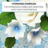36 Count Global Sugar Art Hydrangea Blossom Sugar Cake Flowers, White with Blue - Wired- by Chef Alan Tetreault