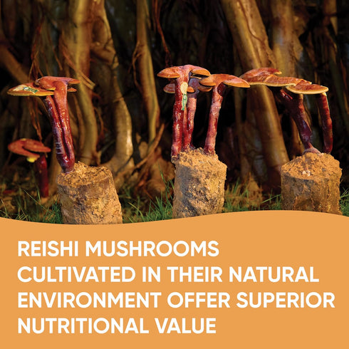 VOS GANOLUCIDUM - 100% Organic Sliced Dried Reishi Mushroom, 1.76 Oz, Ideal for Tea Brewing