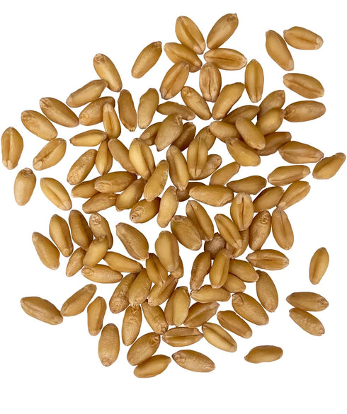 5 LBS Palouse Brand Certified Glyphosate Residue Free Soft White Wheat Berries | | Family Farmed in Washington State |