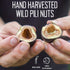 5oz Pili Hunters - Wild Sprouted Pili Nuts, Pink Himalayan Salt, Bag, Keto/Paleo/Vegan Snacks, Low Carb Energy, Gluten