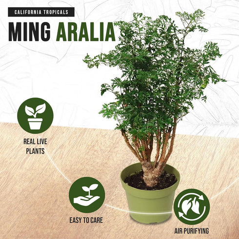 6'' California Tropicals Ming Aralia Live Bonsai Tree - Unique and Easy to Grow Houseplant for Hobbies, Desk, Interior