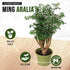 6'' California Tropicals Ming Aralia Live Bonsai Tree - Unique and Easy to Grow Houseplant for Hobbies, Desk, Interior