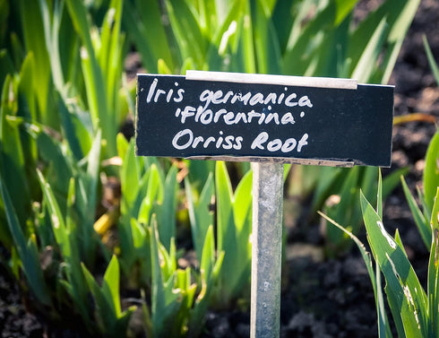 Whole Orris Root - 100% Iris Germanica, Essential Oils & Flavonoids for Perfumes - Net Weight: 1.76oz / 50g