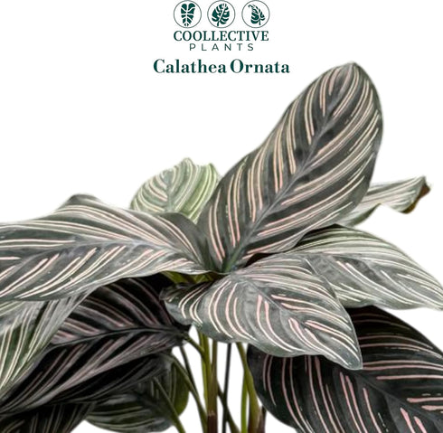 4" Calathea Ornata Live Plant in Pot Prayer Plant Indoor Houseplant, Pet Friendly, Easy Care, Low Maintenance Tropical