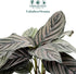 4" Calathea Ornata Live Plant in Pot Prayer Plant Indoor Houseplant, Pet Friendly, Easy Care, Low Maintenance Tropical