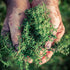 8.8 oz, Packaging Minimalist Thyme Leaves, Fancy Cut, Cooking, Aromatic, Reusable