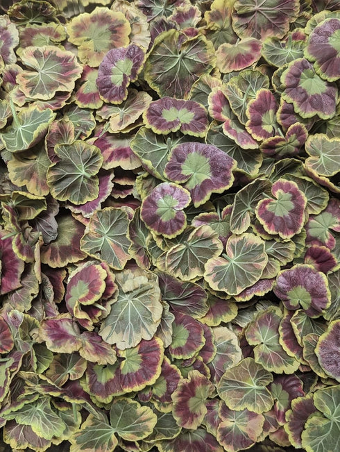 0.2 oz 20 Edible Flower Freshly Preserved Freeze-dried Geranium Leaves | Dried Edible Leaves | About Geranium Leaves
