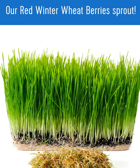 10 LBS Palouse Brand Certified Glyphosate Residue Free Hard Red Winter Wheat Berries | | Family Farmed in Washington