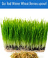 10 LBS Palouse Brand Certified Glyphosate Residue Free Hard Red Winter Wheat Berries | | Family Farmed in Washington