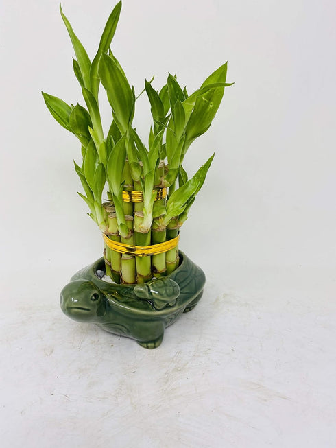JM BAMBOO Lucky Bamboo 2 Tiered Tower w/Turtle Pot - Unique from Jmbamboo