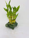 JM BAMBOO Lucky Bamboo 2 Tiered Tower w/Turtle Pot - Unique from Jmbamboo