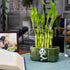 6 Inch 20 NW Wholesaler - Live Indoor Lucky Bamboo Stalks Bundle of -, Bamboo Indoor Live, Feng Shui, Fortune Plant