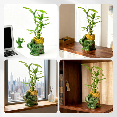 3-Stalk Set 6'' 6'' 8'' Lucky Bamboo with Pebbles in Elephant Coin Plate Pot Live Plant for Positive Energy