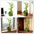 3-Stalk Set 6'' 6'' 8'' Lucky Bamboo with Pebbles in Elephant Coin Plate Pot Live Plant for Positive Energy