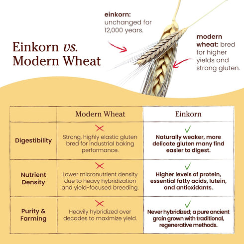 32 Oz Jovial Organic Einkorn Unbleached All Purpose Flour - Bread Baking Flour for Sourdough, High Protein, Non-GMO
