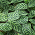 6 Inch Calathea Burle Marx - Live Plant in a Pot - Calathea Burlemarmii - Beautiful and Elegant Indoor Houseplants from