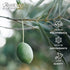 16.9 oz (Pack 2) Masserie di Sant'Eramo Flavorful Italian Extra Virgin Olive Oil Cold Pressed - Robust Olive Oil