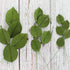 3 120 Count Global Sugar Art Rose Leaf Dark Green Sugar Cake Flower, Sizes, by Chef Alan Tetreault