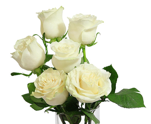 6 KaBloom PRIME NEXT DAY DELIVERY - Bouquet of Fresh cut White Roses with Vase .Gift for Birthday, Sympathy