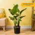 2-3 Costa Farms Live White Bird of Paradise Plant, Large Foot Tall Indoor Tropical Tree, Strelitzia nicolai, Natural