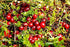 Food to Live Organic Dried Cranberries, 8 Ounces, Non-GMO, Kosher, Unsulfured, Bulk