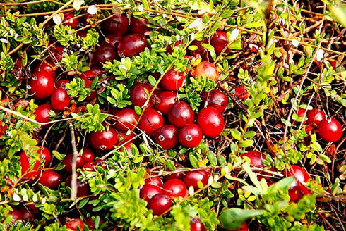 1 Food to Live Organic Dried Cranberries, Pound Non-GMO, Kosher, Unsulfured, Bulk