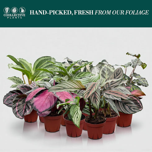 (4-Pack) 4 CoollectivePlants Calathea Assorted Collection Live Indoor Plants in Nursery Pots, Easy Care Tropical