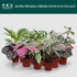 (4-Pack) 4 CoollectivePlants Calathea Assorted Collection Live Indoor Plants in Nursery Pots, Easy Care Tropical