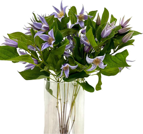 10 Next day delivery Fresh Lron Wire Lotus Mixed Bouquets with Budding Flowers Perfect Home Gift for Birthdays