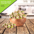 (16oz 1 LB) Packed NUT CRAVINGS - Freshly Roasted & Salted California Pistachios - Fresh in Resealable Bag - Nut Snack