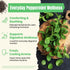 50 Count Hiihone Peppermint Tea Bags Pure Peppermint Mint Tea, Caffeine-Free Herbal Tea, Minty & Refreshing, Non-GMO
