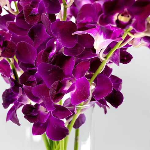 Generic (10 Fresh Cut Orchids Flowers - Purple Orchids Bouquet - PRIME QUALITY - Gift for Easter, Anniversaries