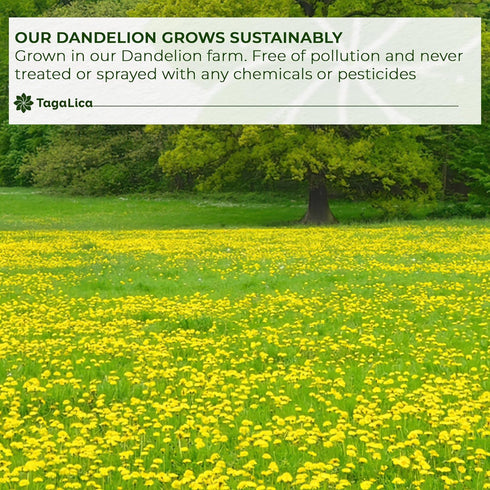 135 100% Tagalica, Premium Dandelion Root Tea Bags, Natural & Pure from Dandelion Root, Eco-Conscious Tea Bags, Herbal