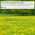 135 100% Tagalica, Premium Dandelion Root Tea Bags, Natural & Pure from Dandelion Root, Eco-Conscious Tea Bags, Herbal