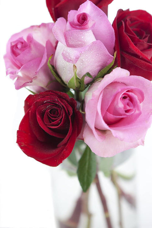 Stemmed KaBloom - Bouquet of Long Red and Pink Roses with Vase - Fresh Flowers for Birthday, Valentine's & Mother's Day