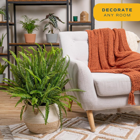 2-3 Costa Farms Kimberly Queen Fern Live Plant in Plastic Pot, Large Indoor & Outdoor Houseplant, Perfect for Home