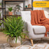2-3 Costa Farms Kimberly Queen Fern Live Plant in Plastic Pot, Large Indoor & Outdoor Houseplant, Perfect for Home